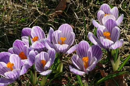 Crocuses