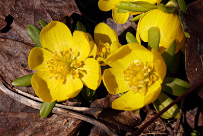 Winter aconites